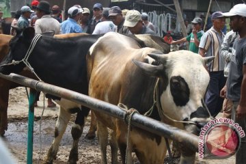 Lima provinsi siap pasok sapi ke DKI