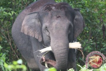 Tim gabungan obati gajah-gajah Sumatara yang sakit di Riau