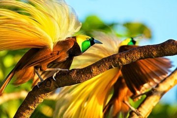 Banyak Burung Cenderawasih "menari" di Hutan Warkesi Raja Ampat