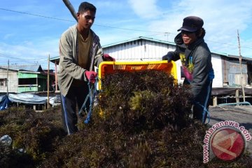 Belum ada investor rumput laut di Rote