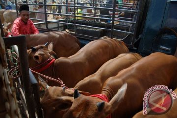 Kementerian Pertanian tetap lanjutkan impor sapi