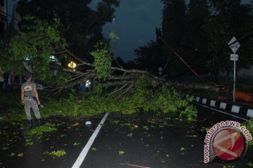 Pohon tumbang timpa pengendara motor di Bogor