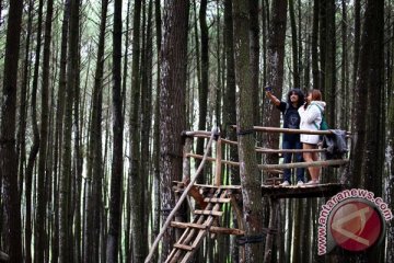 Wisata Hutan Pinus