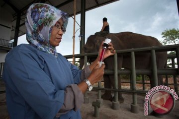 Yeti, gajah Way Kambas Lampung sakit
