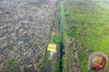 Greenpeace desak pemerintah buat Perppu lindungi gambut