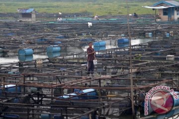 Belasan ribu benih ikan jelawat dilepasliarkan di Danau Sipin