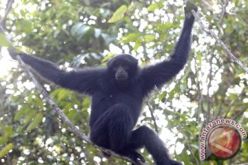 Kondisi Primata korban perdagangan stres dan dehidrasi