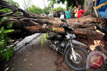 Pohon tumbang di Yogyakarta memakan korban