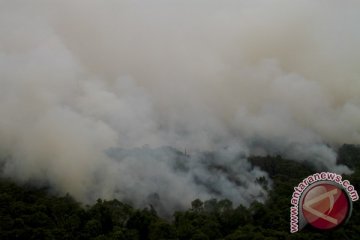 130 hektare kawasan hutan di Bangka Tengah rusak terbakar