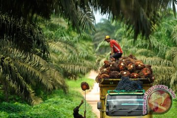 Bekukan Greenpeace, rusak citra sawit Indonesia