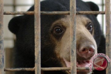 BKSDA Kaltim ungkap perdagangan organ beruang madu