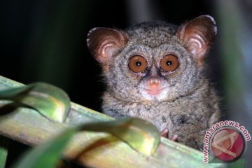 Konversi hutan ancam kelestarian Tarsius di Gorontalo