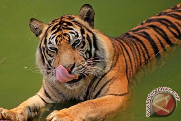 Harimau sumatera diduga mangsa tiga kerbau di Agam