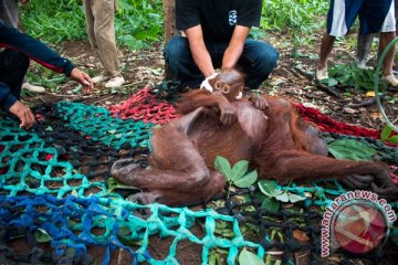 Pelaku pembakar orangutan diancam pasal berlapis