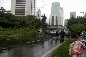 Hujan lebat, pohon tumbang timpa mobil di Jalan Sudirman