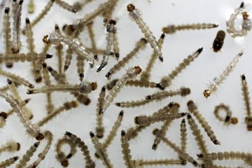 Nyamuk modifikasi gen anti-zika bisa undang masalah