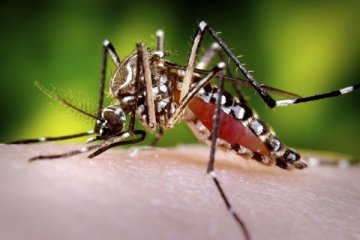 Kemenkes: jentik nyamuk tidak hilang hanya dikuras