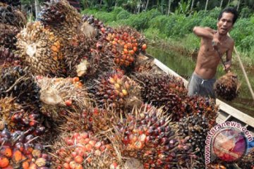 Sawit Riau turun Rp47,80/kg