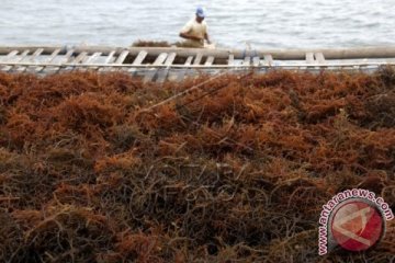 HARGA RUMPUT LAUT TURUN