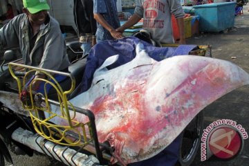 DKP-WWF sosialisasi pengelolaan hiu, pari di perairan NTT