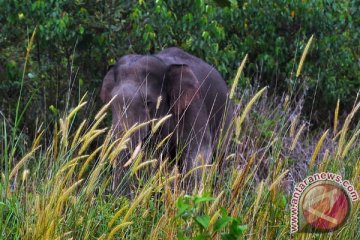 Gajah masuk pemukiman di Riau, polisi turun tangan