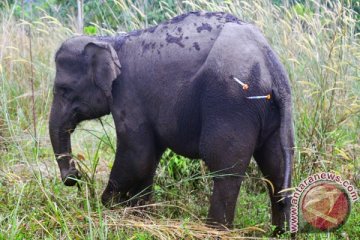 WCS : gajah di TNWK tersisa 247 ekor
