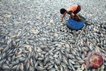 Ratusan ton ikan mati karena arus balik