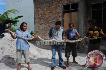 Warga Kotim Tangkap Ular Piton