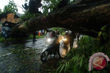 Pohon tumbang di Kupang tewaskan seorang warga