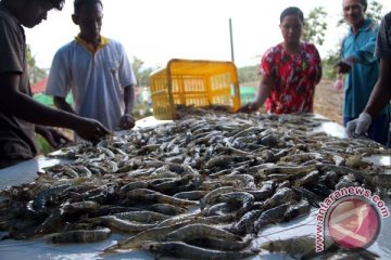 Petambak Lampung Timur beralih kembangkan udang vanamei