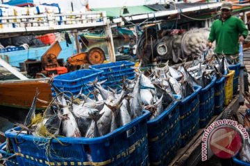 Nelayan Baron di Gunung Kidul panen ikan tongkol