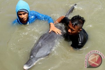 Lumba-lumba terdampar di Pantai Kemiren, Cilacap
