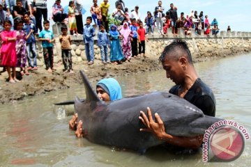 Tes DNA buktikan keberadaan lumba-lumba tanpa sirip