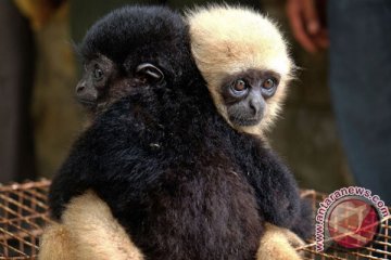 Sekitar 60 persen spesies primata terancam punah