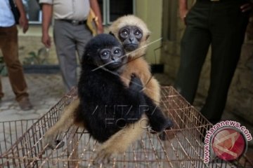 Sarudung dan Siamang