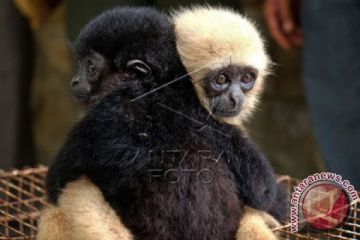 Sarudung dan Siamang