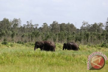 Dua gajah di Buluh Cina direlokasi karena banjir