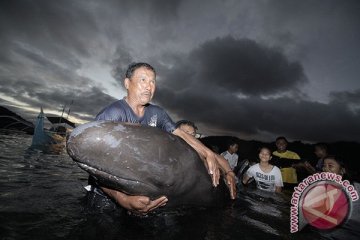 Masyarakat Sorong diajak lindungi ikan paus
