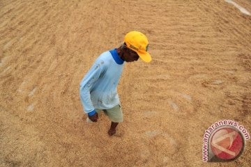 Kementan serap gabah petani untuk selamatkan harga 