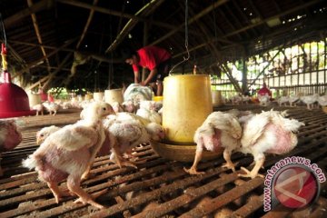 Pemerintah keluarkan harga patokan ayam