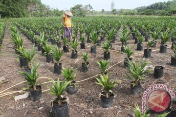 BPDP-KS dorong peningkatan produktivitas sawit rakyat