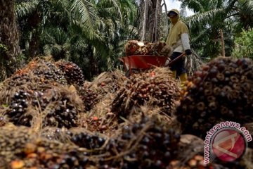 Hari Sawit Indonesia diperingati 18 November