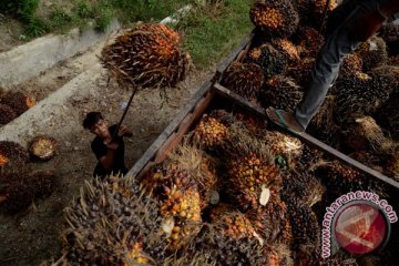 Pelaku usaha minta pemerintah negosiasi resolusi sawit