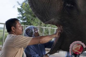 Rumah Sakit Untuk Gajah 