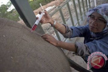 Rumah Sakit Untuk Gajah 