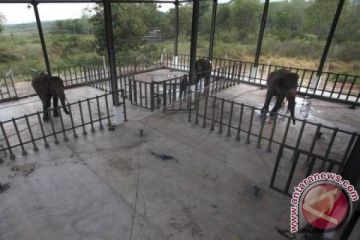 Rumah Sakit Untuk Gajah