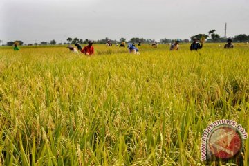 Produksi padi Banten naik 143.114 ton