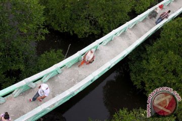 Hutan bakau Kubu Raya diklaim terbaik di dunia