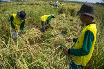 Peneliti: penggunaan benih hibrida tingkatkan produktivitas beras
