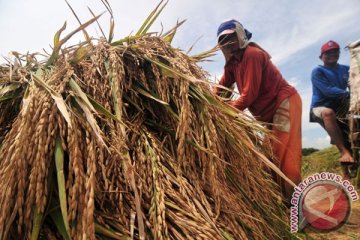 Teknologi "Jajar Legowo Super" dikembangkan di 11 provinsi